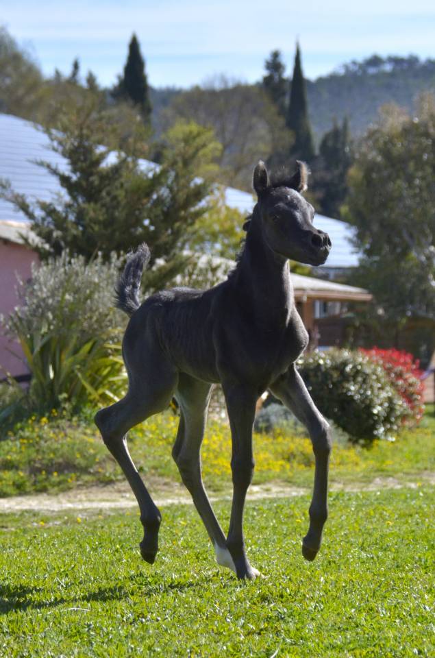 Pouliche Jument PSA Pur-Sang Arabe Noire