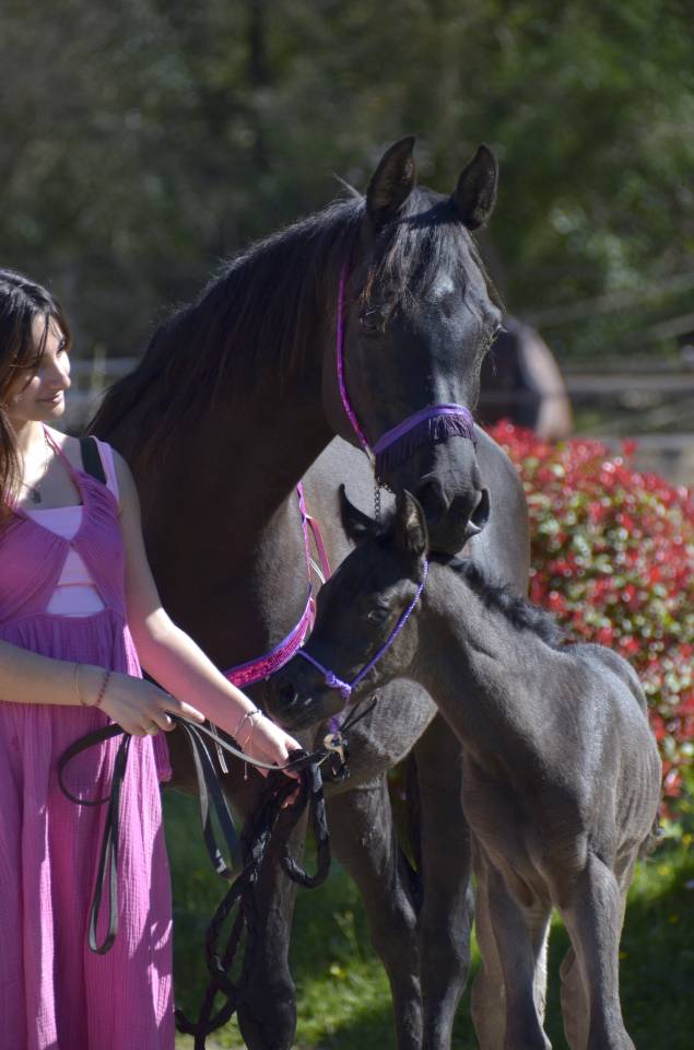 Pouliche Jument PSA Pur-Sang Arabe Noire