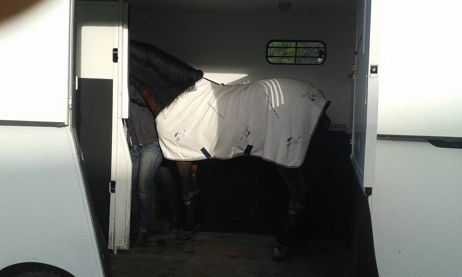 Camionnette Chevaux Theault