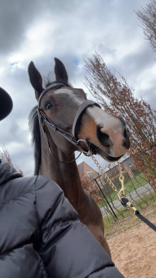 Jument professeur a vendre 