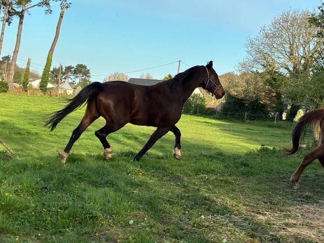 POULINIERE 10 ANS DE CONTENDRO X L'ARC DE TRIOMPHE