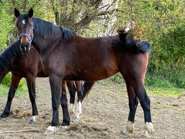 POULINIERE 10 ANS DE CONTENDRO X L'ARC DE TRIOMPHE