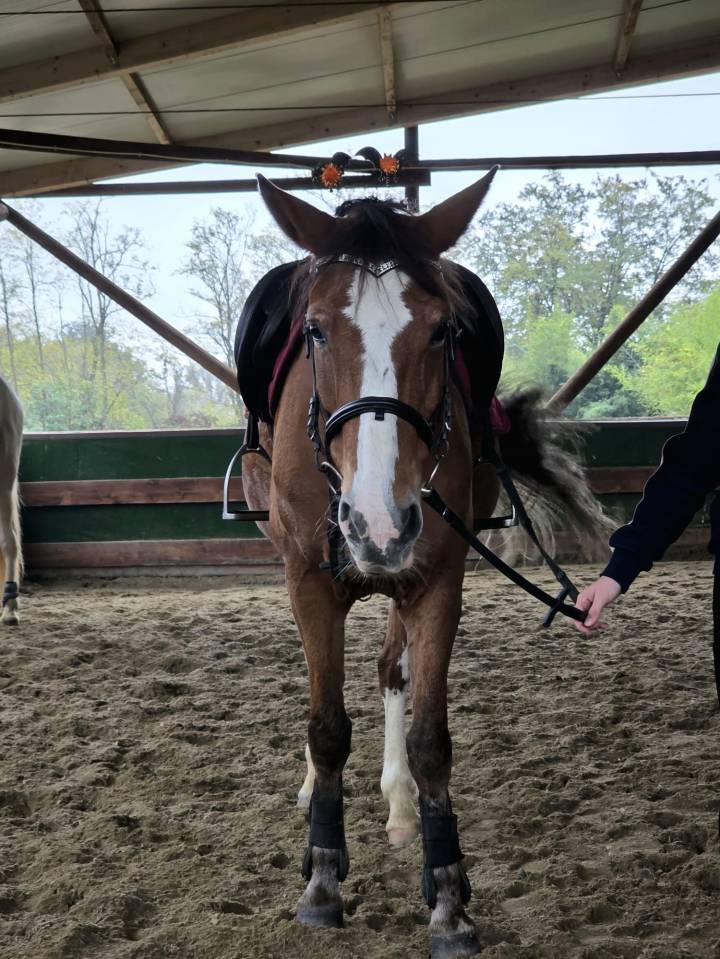 Jument Origine Constat&eacute;e A vendre 2008 Alezan