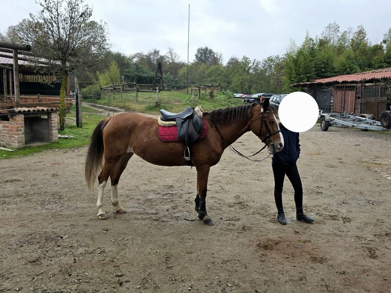 Jument Origine Constat&eacute;e A vendre 2008 Alezan