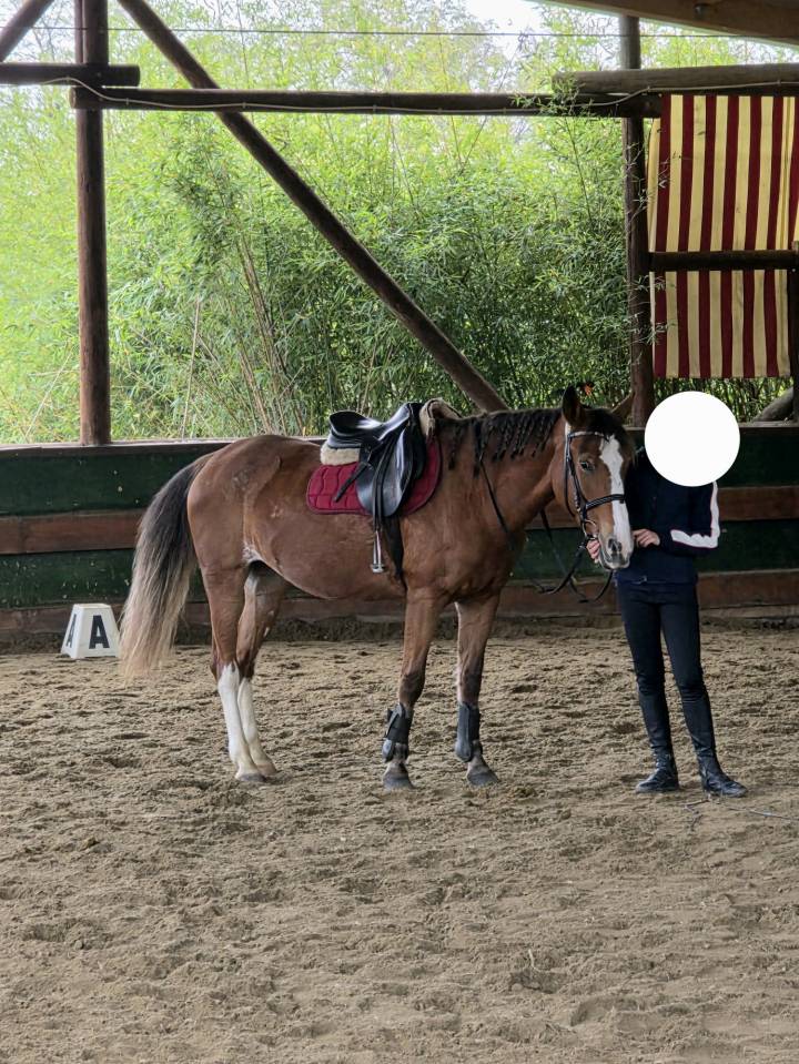 Jument Origine Constat&eacute;e A vendre 2008 Alezan