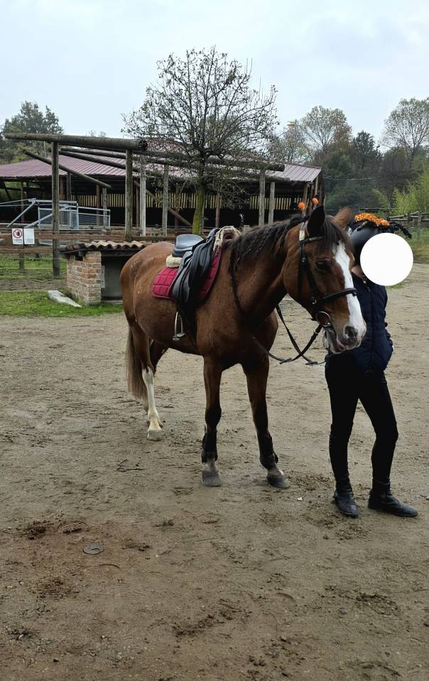 Jument Origine Constat&eacute;e A vendre 2008 Alezan