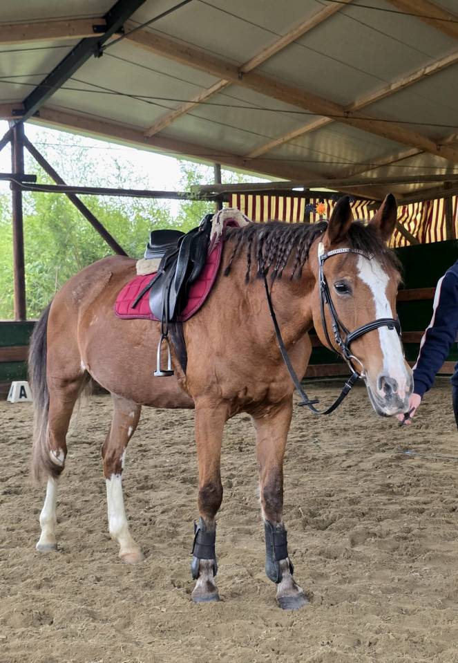 Jument Origine Constat&eacute;e A vendre 2008 Alezan