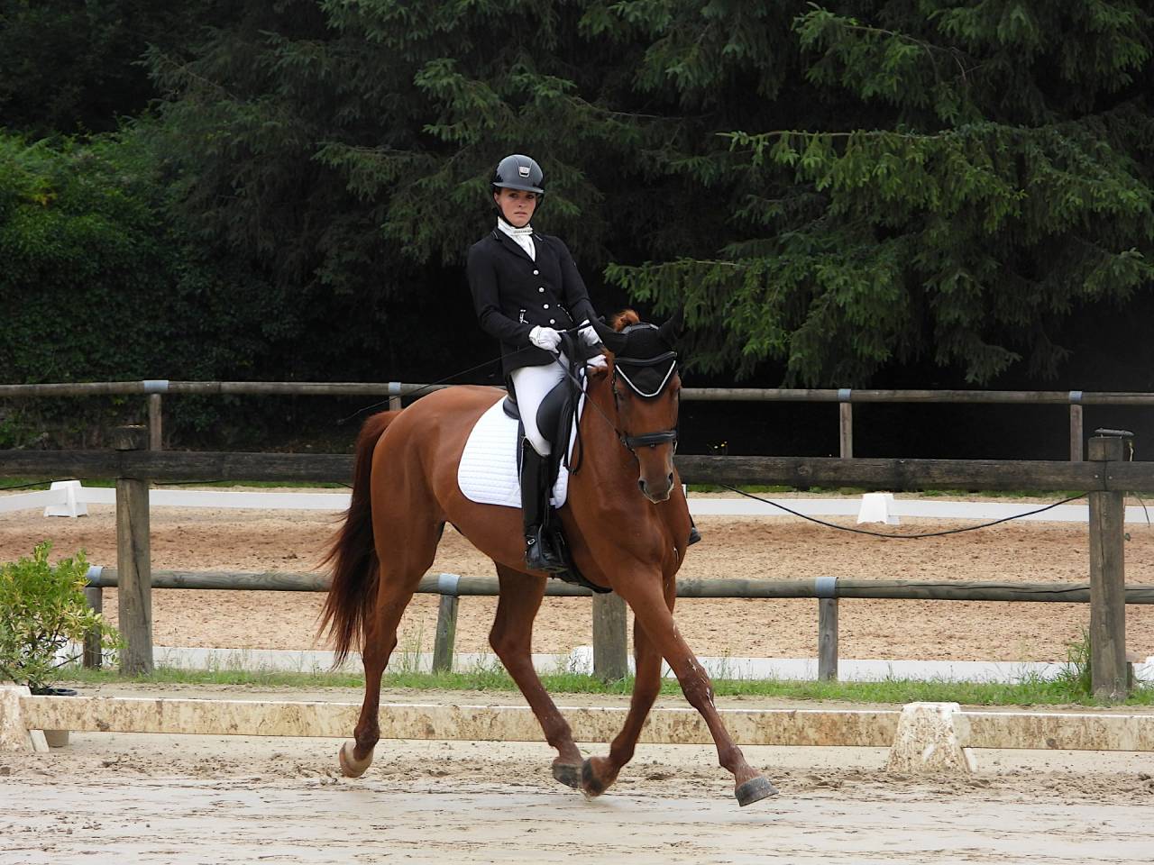 KALINE DE CASTELNAU, JUMENT 6 ANS, ALEZANE, COMPETITION