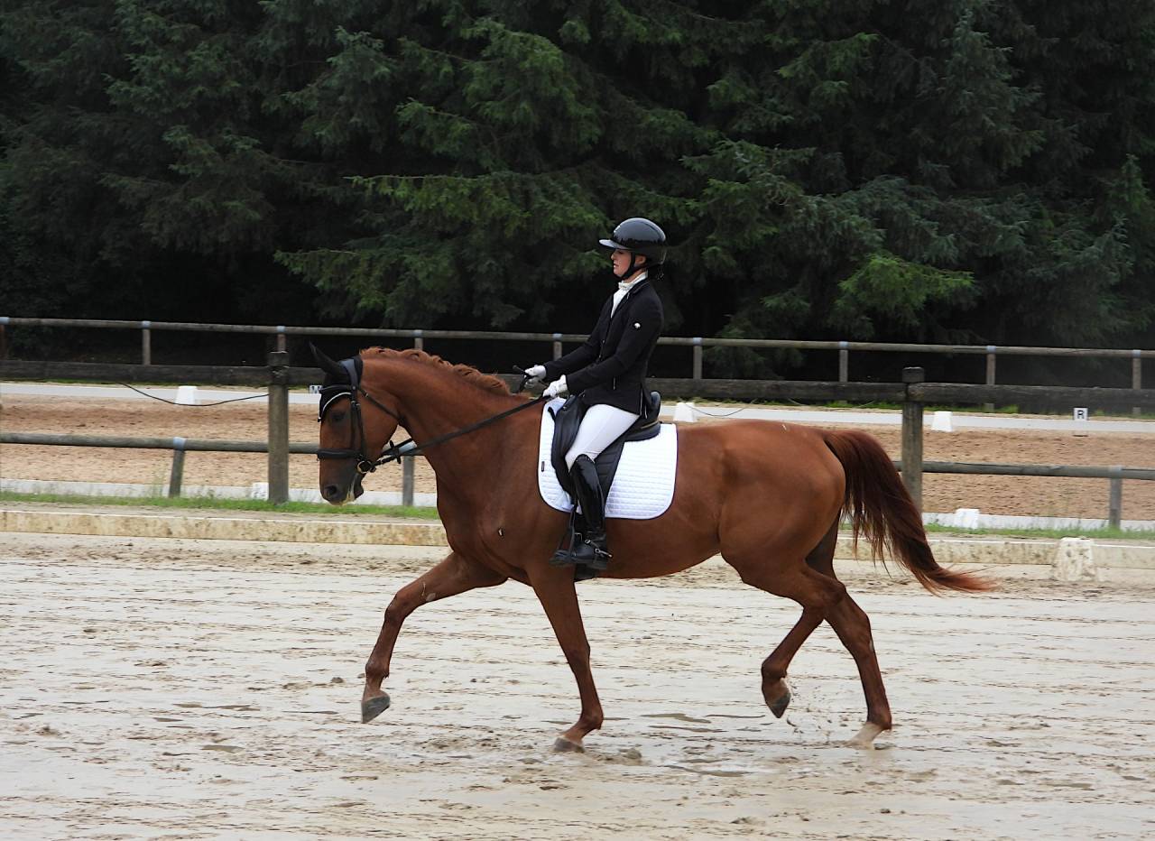 KALINE DE CASTELNAU, JUMENT 6 ANS, ALEZANE, COMPETITION