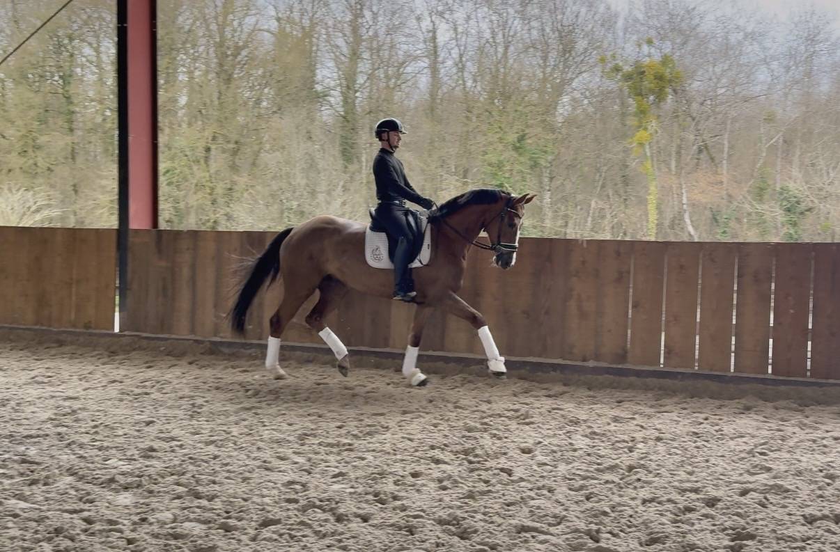 Prometteuse Jument Hanovrienne 