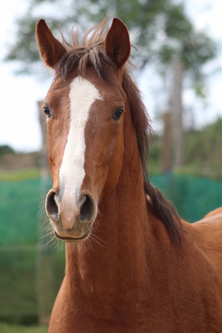 cheval,cso,cce