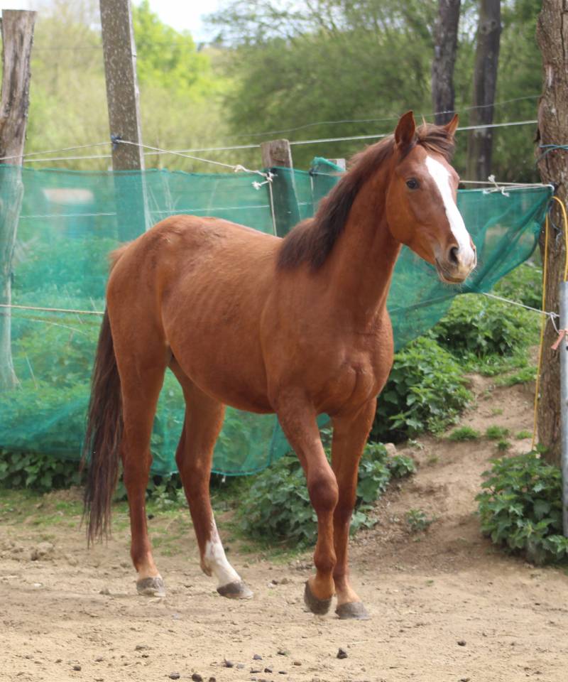 cheval,cso,cce