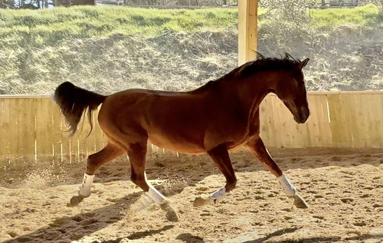 jument hanovrienne dressage 10 ans