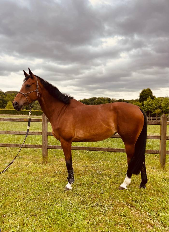 Jument pleine &agrave; vendre 