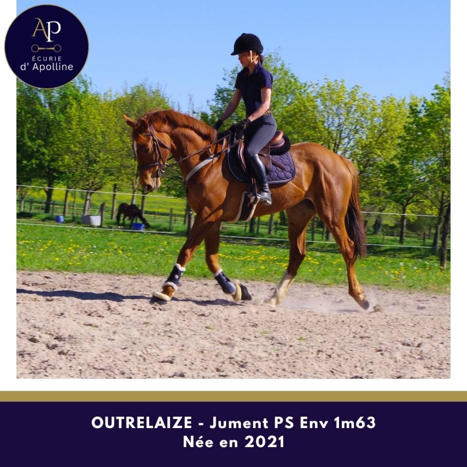 Jolie jument 5 ans bon coup de saut