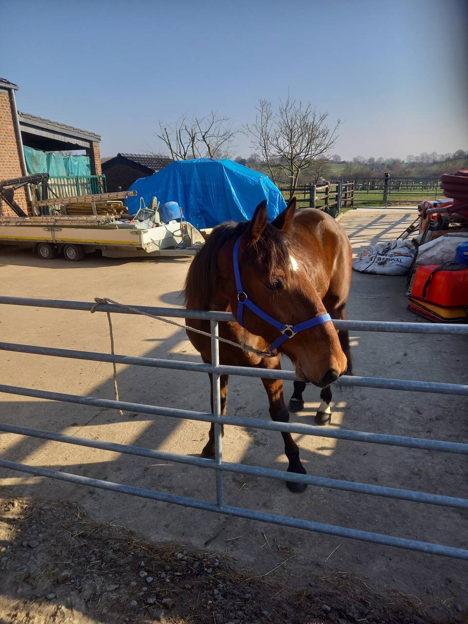 Hongre 1m70 6ans tr&egrave;s gentil