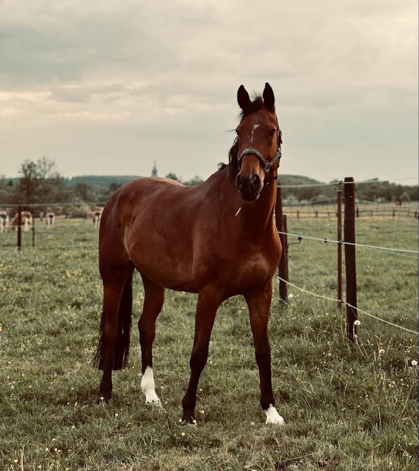 Pr&eacute;lude Van De Coefering 