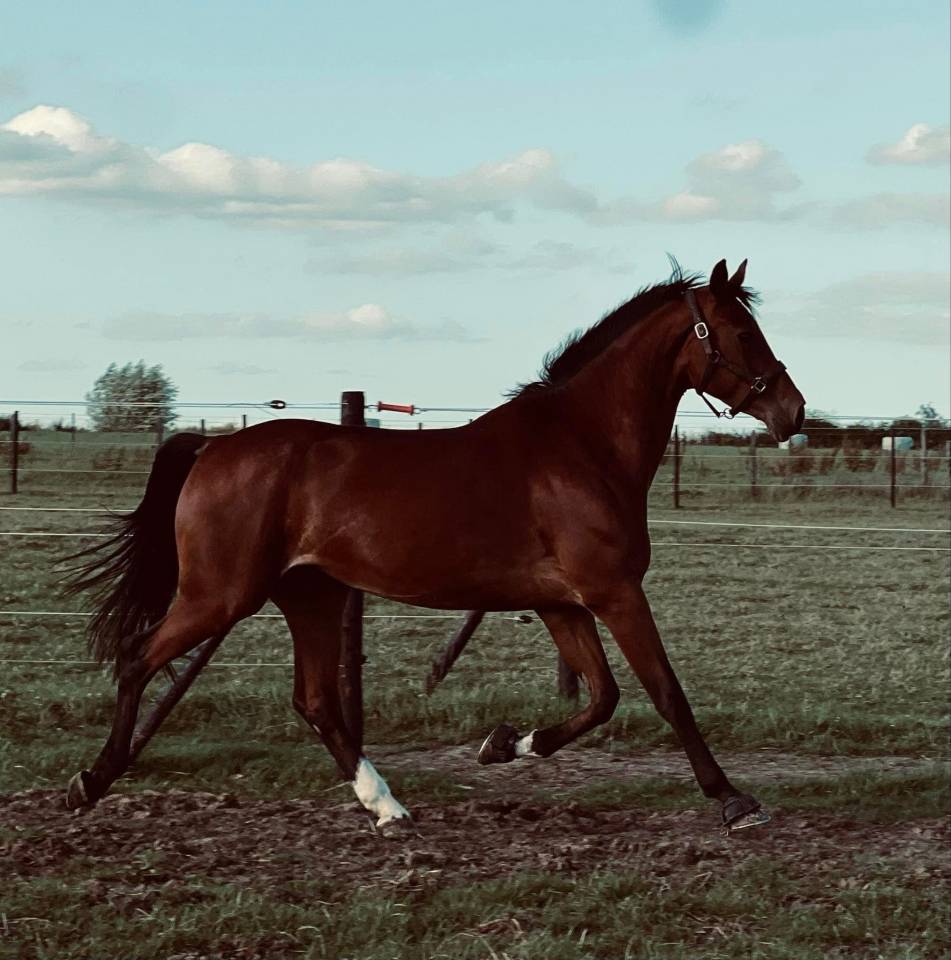 Pr&eacute;lude Van De Coefering 