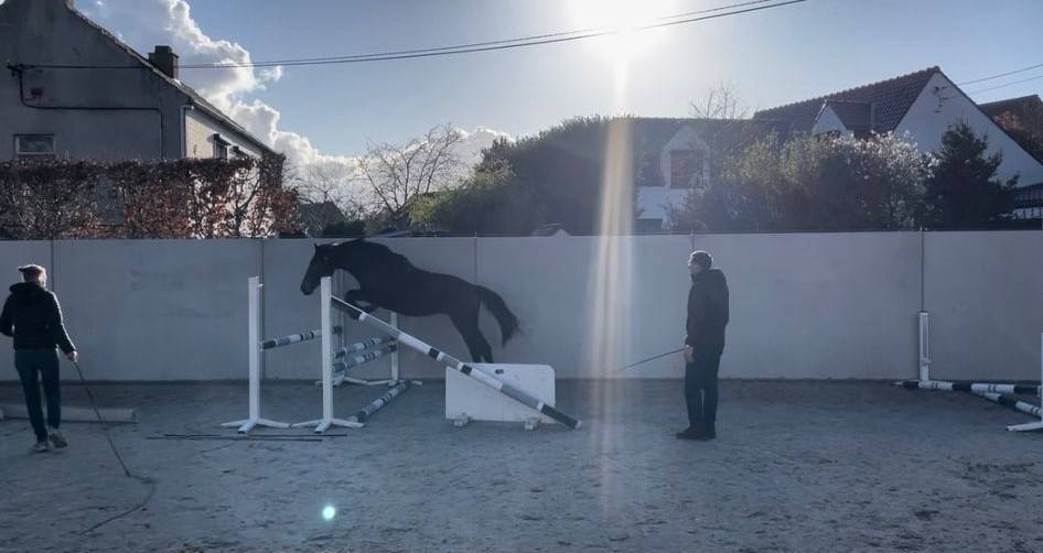 Poulain de 2 ans BWP