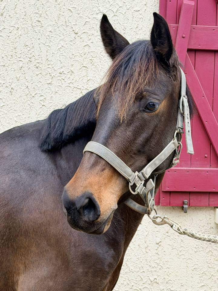 Jument onc &agrave; vendre 