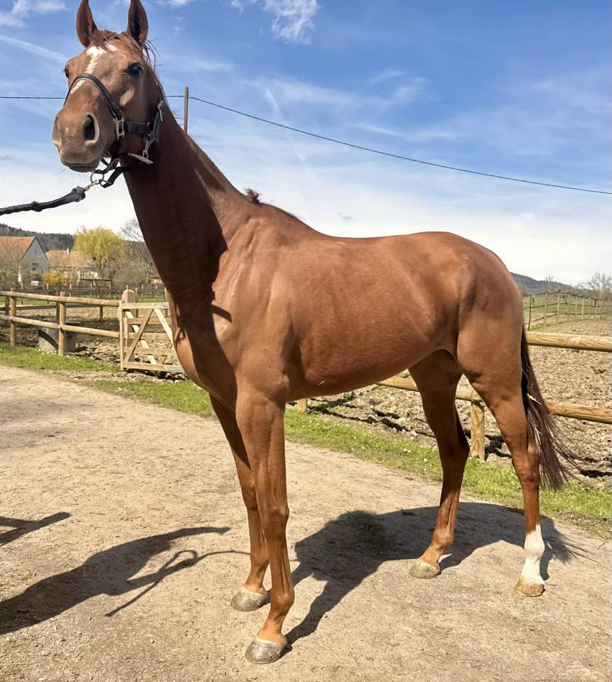 Magnifique jument 5 ans pour poulini&egrave;re