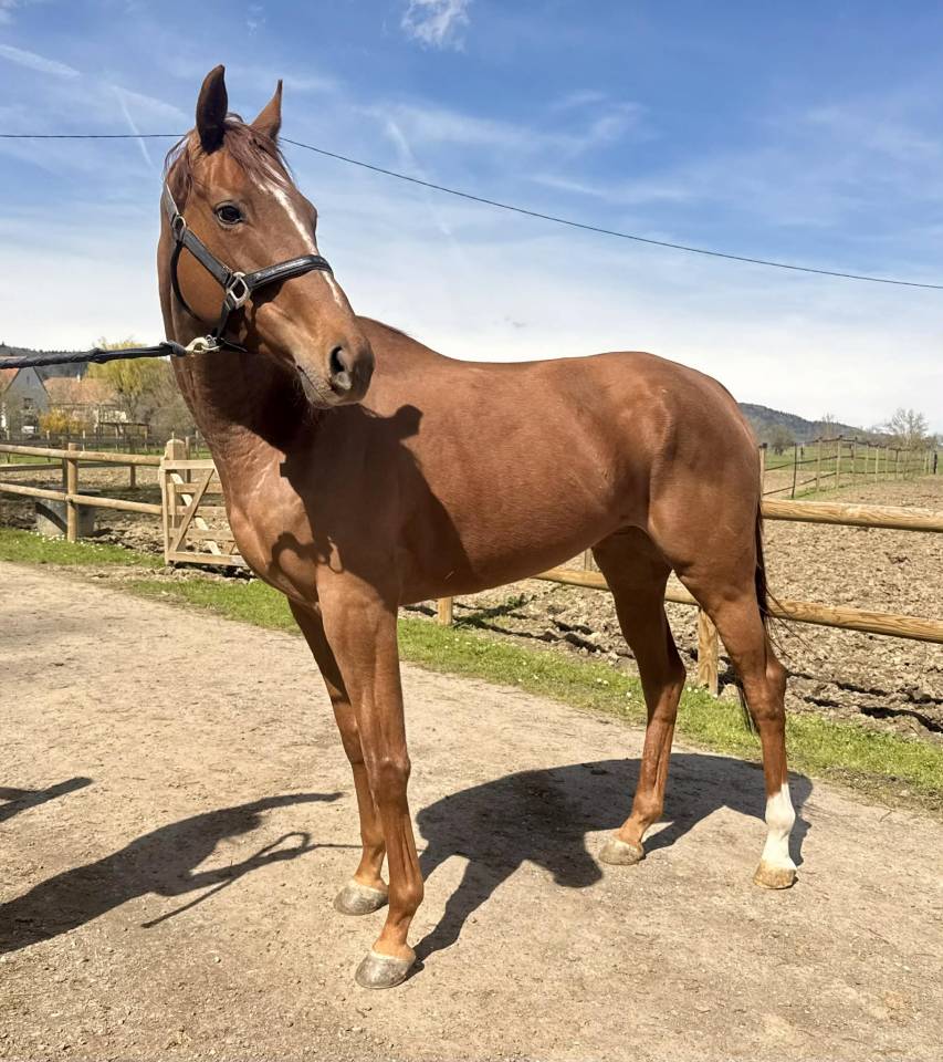 Magnifique jument 5 ans pour poulini&egrave;re