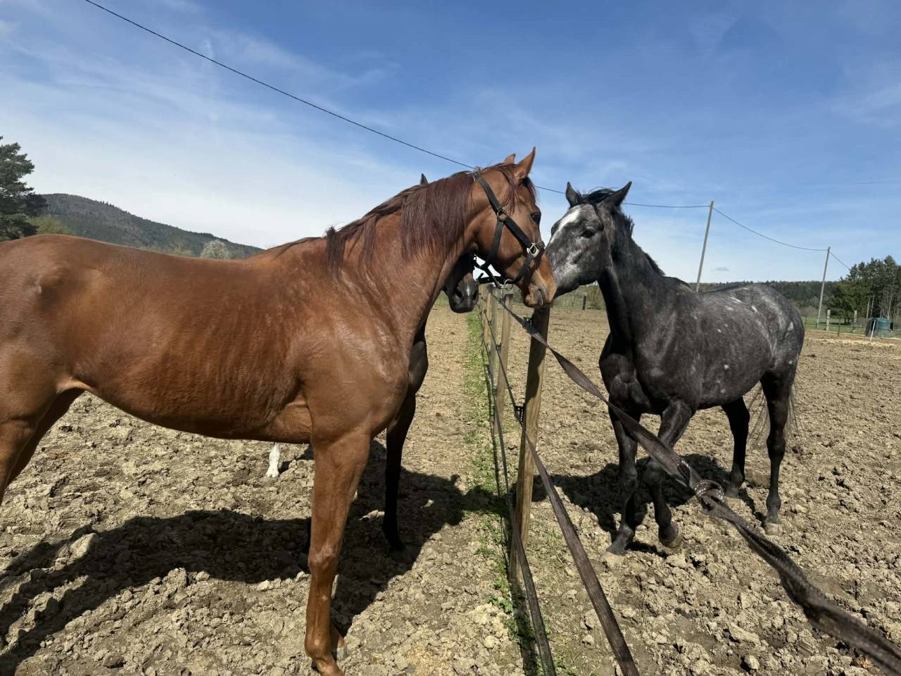 Magnifique jument 5 ans pour poulini&egrave;re