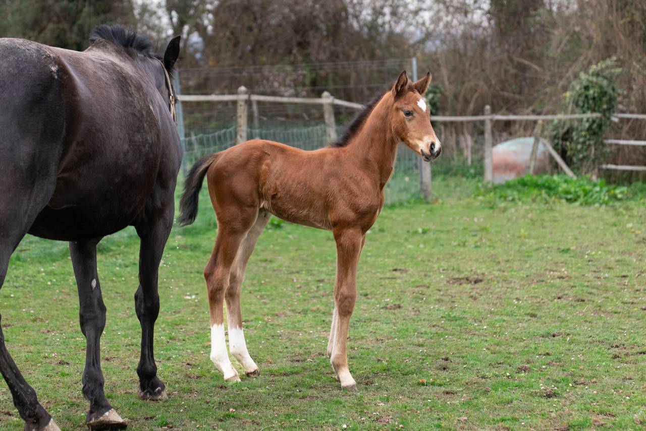 Foal m&acirc;le par Balou du Reventon