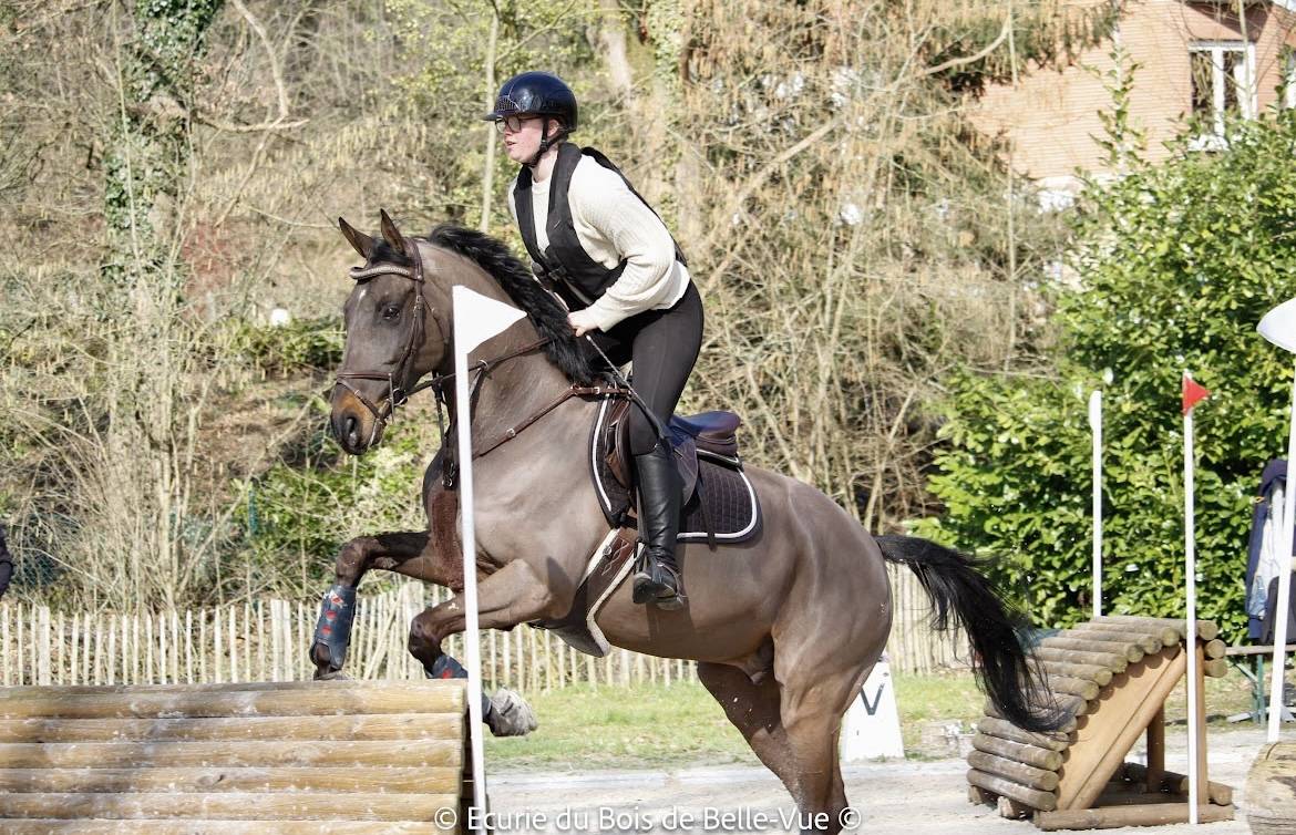 Duke hanovrien 12ans cce