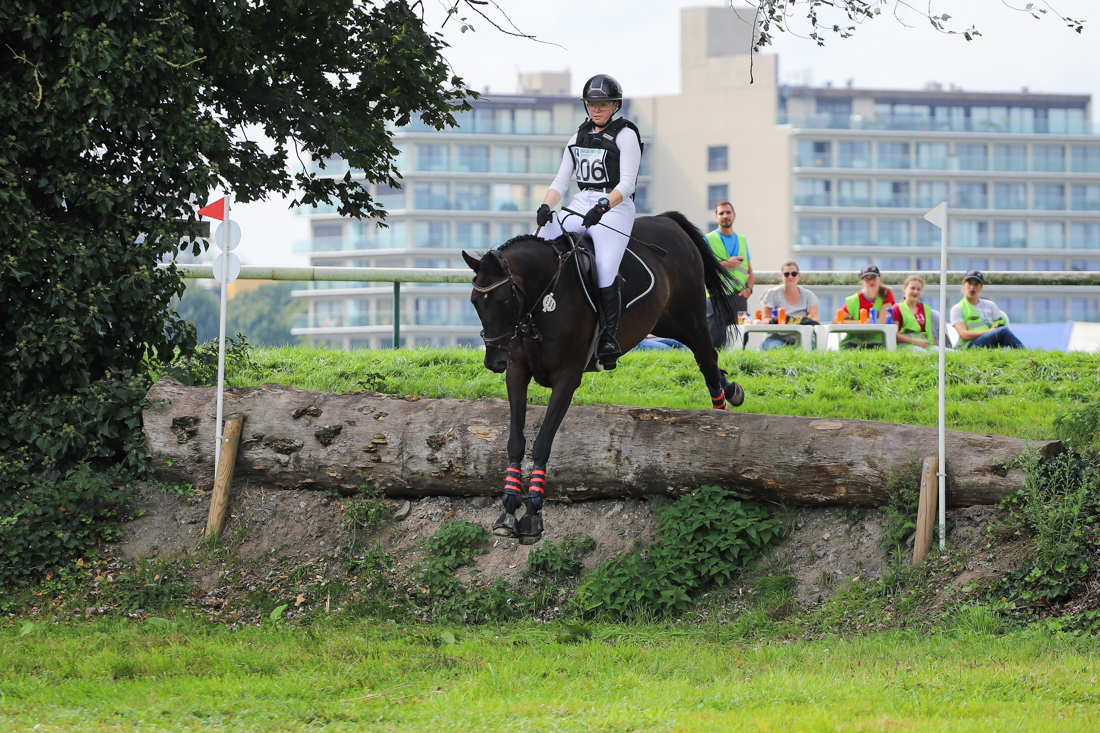 Duke hanovrien 12ans cce