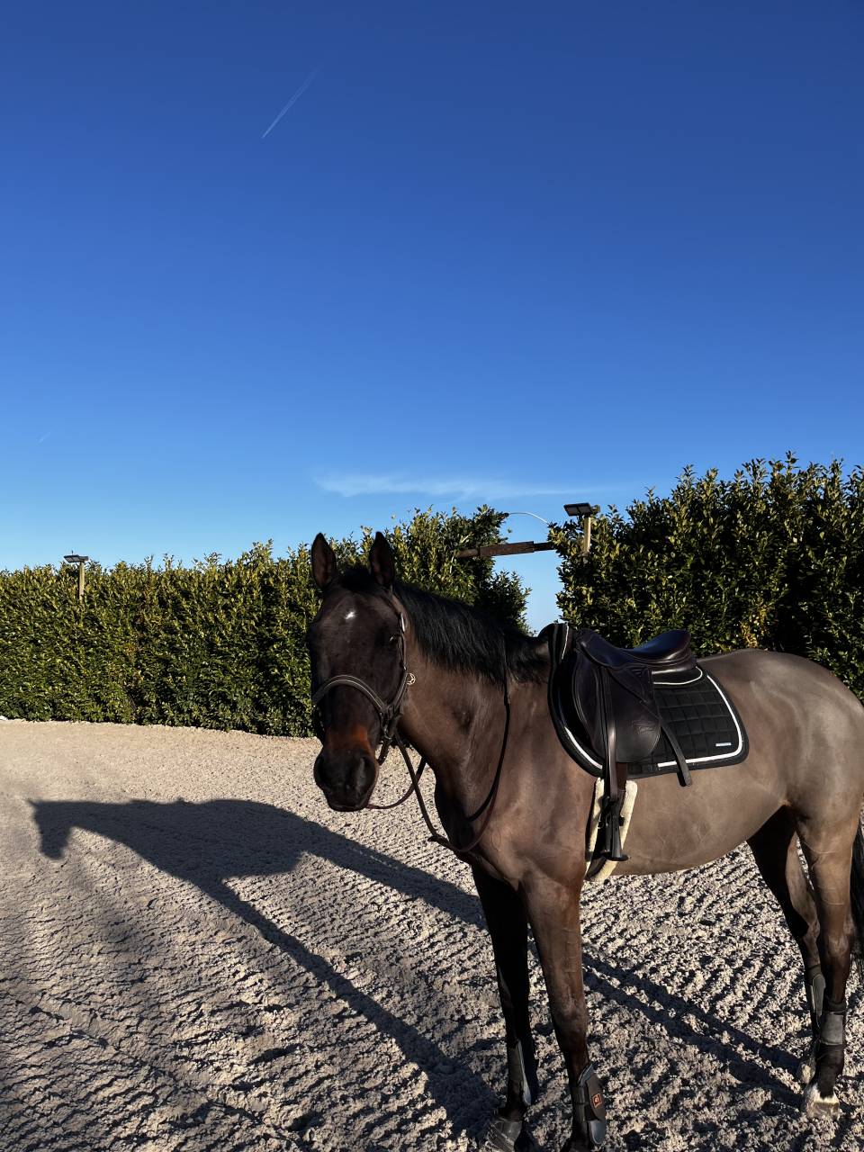 Duke hanovrien 12ans cce