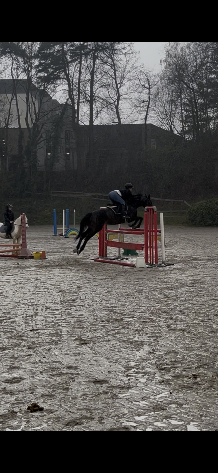 Duke hanovrien 12ans cce