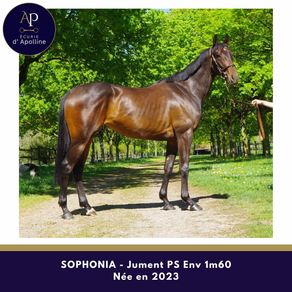 superbe jeune jument