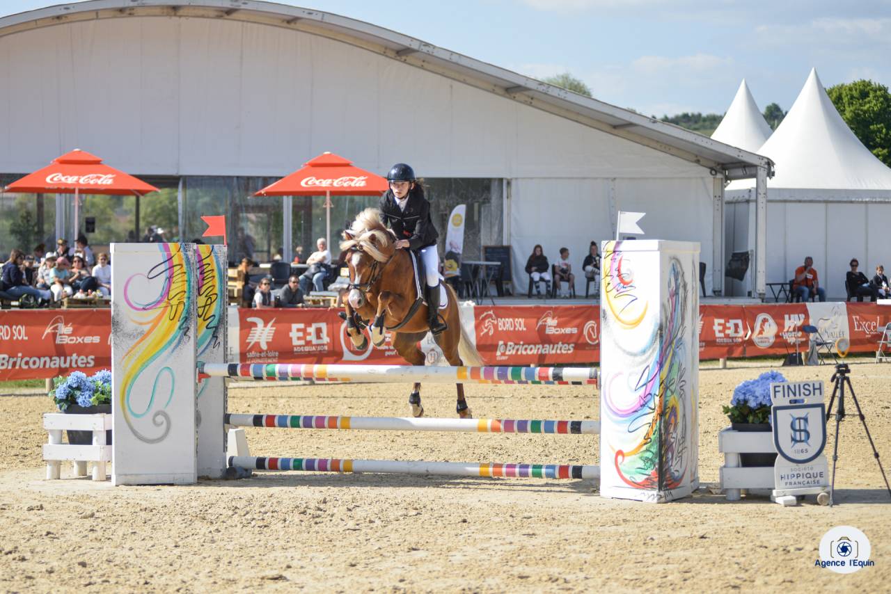 Etalon Welsh pony  - g&eacute;n&eacute;tique et performances - IPO138