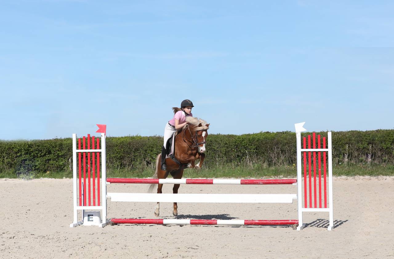 Etalon Welsh pony  - g&eacute;n&eacute;tique et performances - IPO138