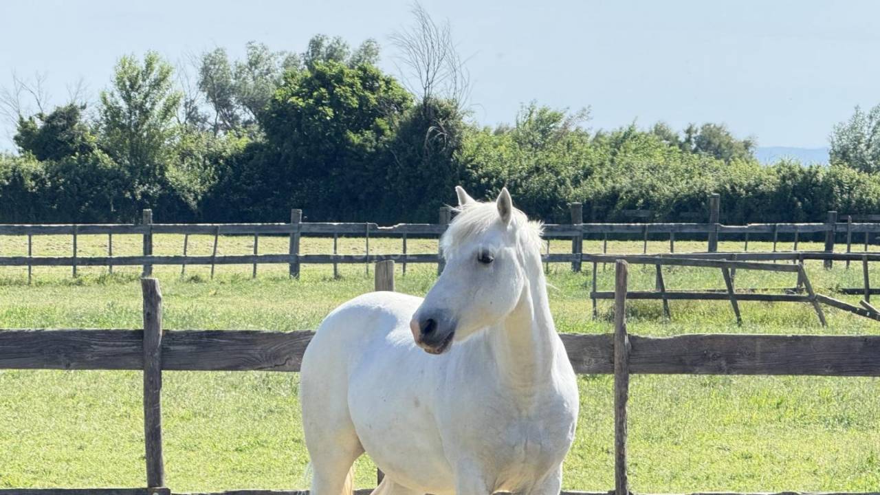 Camargue - Splendide domaine de 13 hectares