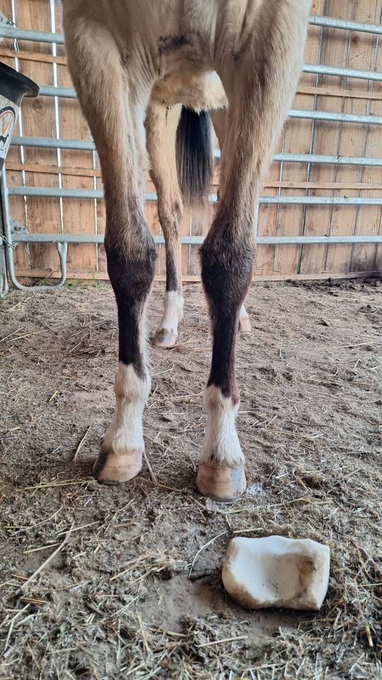 Pouliche 2024 D (Goldwyn d'Embets) isabelle Dun Splash