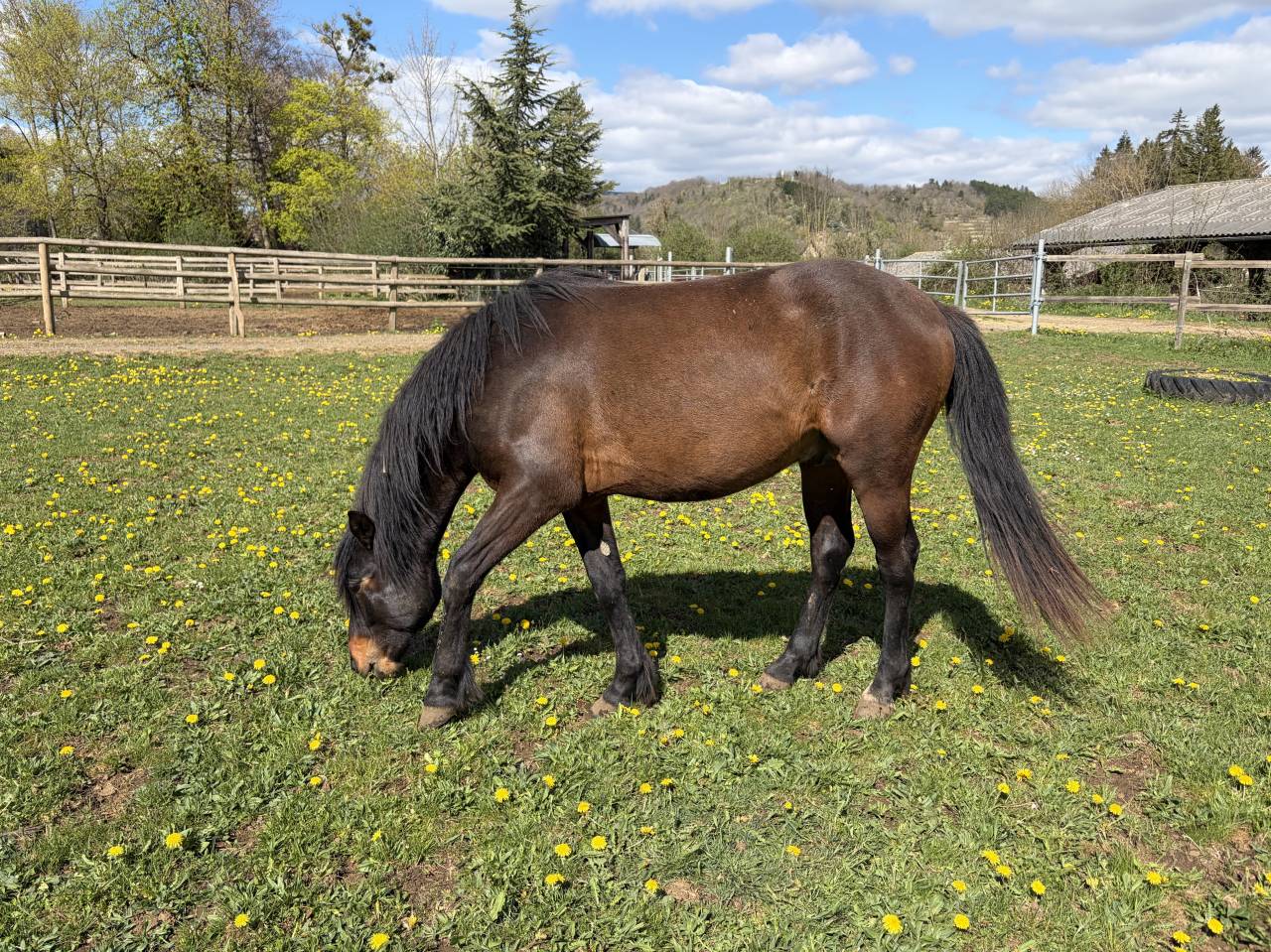 POULAIN CONNEMARA 2 ANS mod&egrave;le sport