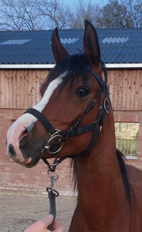 Etalon pur sang arabe pour saillies 