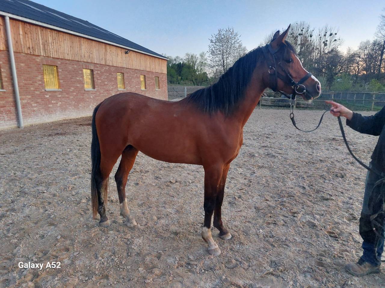 Etalon pur sang arabe pour saillies 