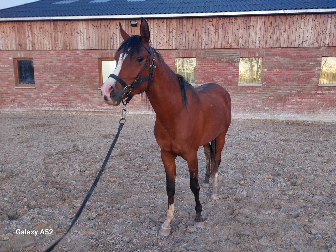 Etalon pur sang arabe pour saillies 