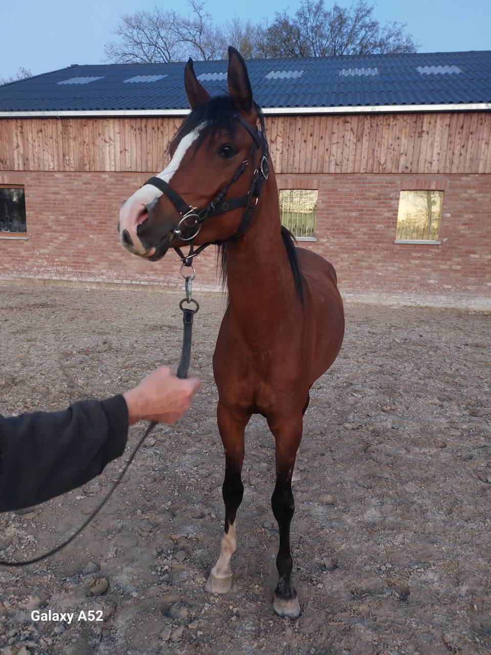 Etalon pur sang arabe pour saillies 