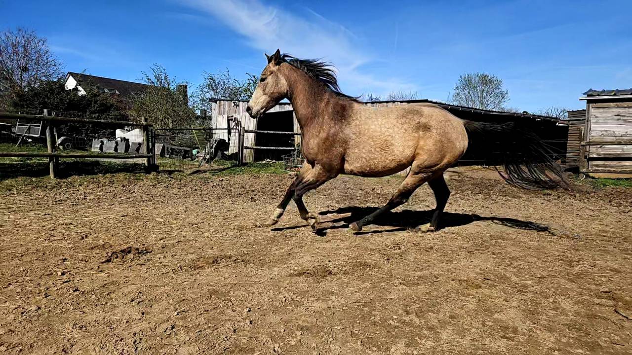 Quarter horse ONC Idabelle