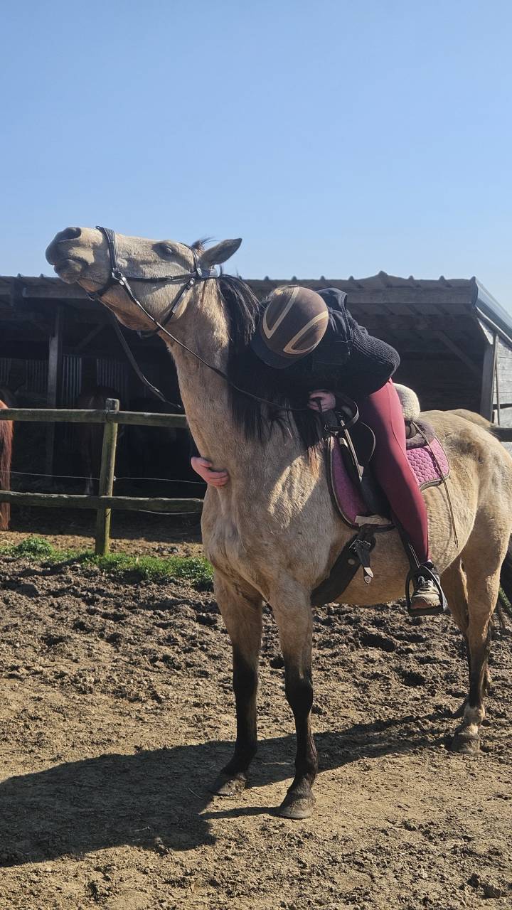 Quarter horse ONC Idabelle