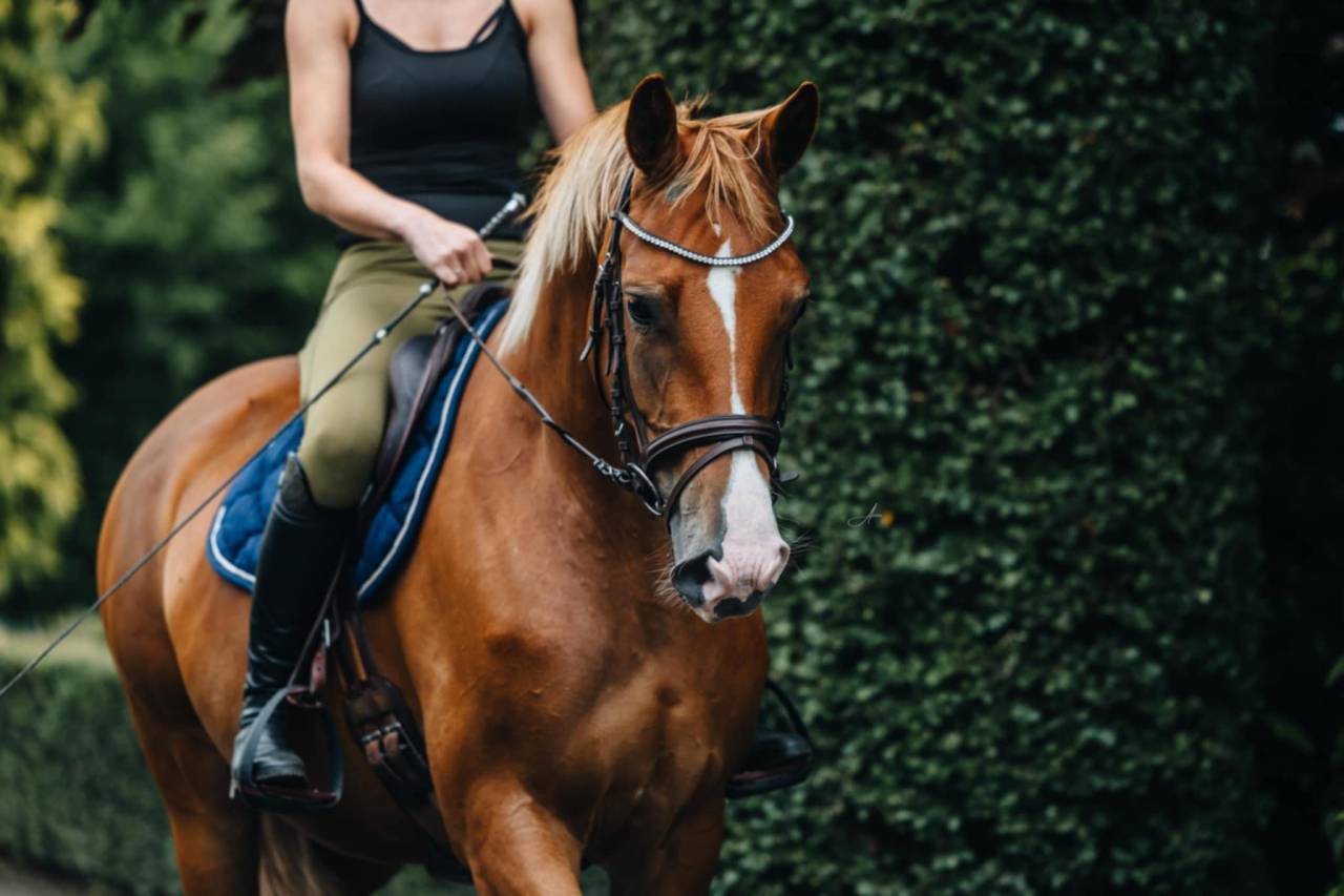 Jument Oldenburg 6 ans