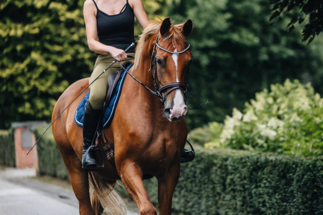 Jument Oldenburg 6 ans