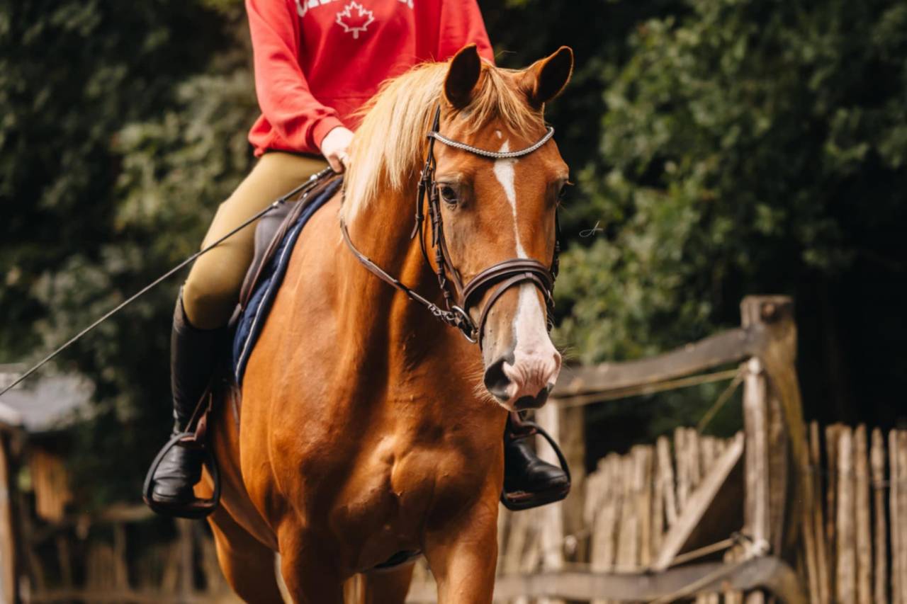 Jument Oldenburg 6 ans