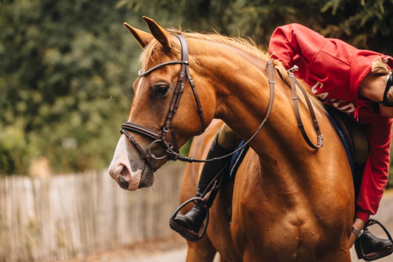 Jument Oldenburg 6 ans