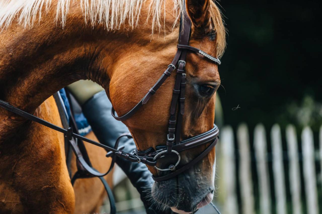 Jument Oldenburg 6 ans