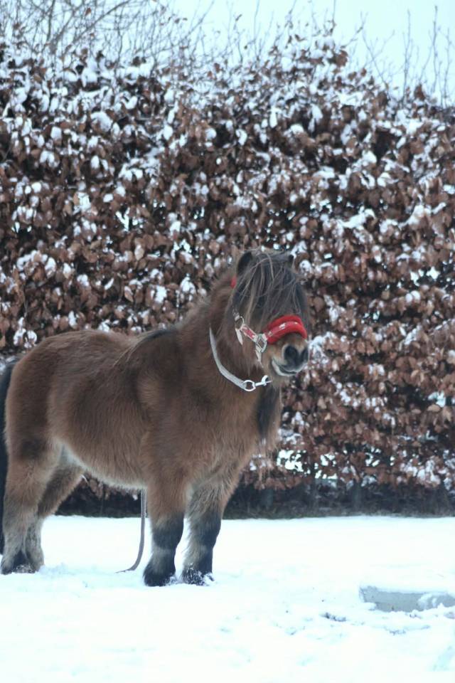Poney Shetland 
